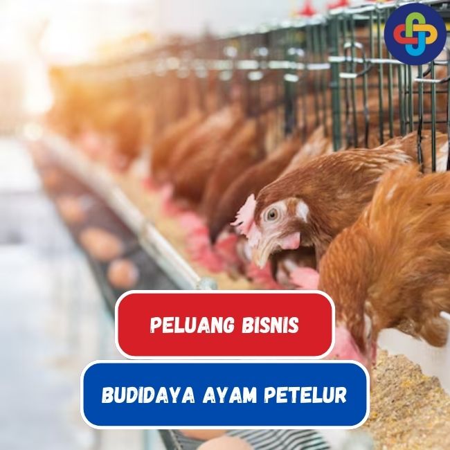 Intip Potensi Bisnis Budidaya Ayam Petelur